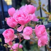 バラ,ミニバラ,薔薇,ミニバラ・グリーンアイス,花のある暮らしの画像