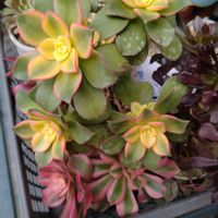 クリスマスローズ,多肉いろいろ,多肉植物,アエオニウム,2のつく日は斑入りの日の画像