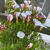 オキザリス,虹の玉,オキザリス・バーシカラー,蒼い真珠,蒼い真珠の画像