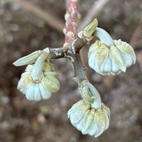ミツマタ,佐倉くらしの植物苑,チーム千葉✿︎の画像