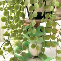 ディスキディア,ディスキディア ヌンムラリア,多肉植物,丸い葉,かえるのピクルスの画像