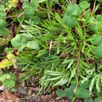 オキザリス,ミント,オキザリス 孔雀の舞,オキザリス 名月のめぐみ,八重咲き　オキザリスの画像