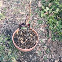 カシス,植中毒,植物貧乏,庭の画像