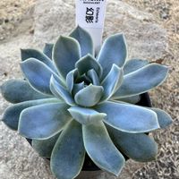 エケベリア,エケベリア,多肉植物,エケベリア属,多肉のある暮らしの画像