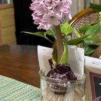 ヒヤシンス,ヒヤシンス 水耕栽培の画像