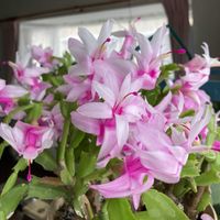 シャコバサボテン,花のある暮らし,私の癒し,お花大好き✨,おうち園芸の画像