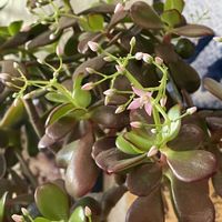 ミツマタ,金のなる木の画像