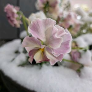 スーパーアリッサム,今の庭の様子,バンビオちゃん,今の前庭の様子,軒下の画像