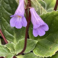 ストレプトカーパス,ストレプトカーパス,イワタバコ科,小石川植物園の画像
