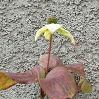 ヤマボウシ,ヤマボウシ,寒緋桜,カンヒザクラ,ご近所の画像