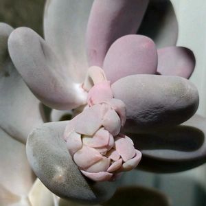 多肉植物,ベランダガーデン,多肉初心者,癒し,月と星の画像