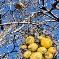 カリン,カリン,シラカシ,シラカシのドングリ,低山歩きの画像