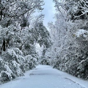 岐阜県,多肉男子,杉花粉,岐阜,チーム岐阜の画像