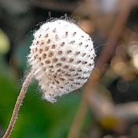 シュウメイギク,センニンソウ,シュウメイギク綿毛の画像