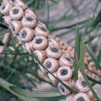 ブラシノキ,ブラシノキ,花のある暮らし,植物好き,自然の不思議の画像