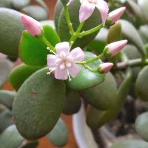 カネノナルキ,部屋の中,雪に負けるな！,チーム新潟の画像