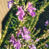 ローズマリー,庭の画像