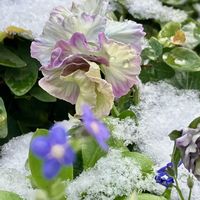 パンジー・ビオラ,ローズマリー,パンダスミレ,ミステリアス バニー,ミステリアス バニーの画像