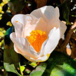 椿 初嵐,ツバキ 初嵐,庭木,白い花,古典園芸植物の画像