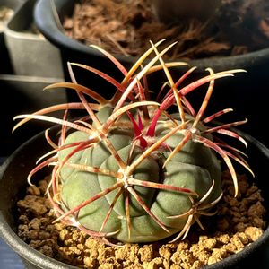 サボテン,ロフォフォラ 銀冠玉,テロカクタス 緋冠竜の画像