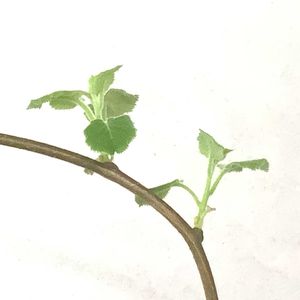 キウイ,孫悟空,花芽,室内栽培,鉢栽培の画像