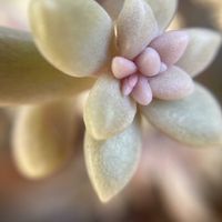 姫秋麗,紅葉する多肉,霰(あられ)の画像