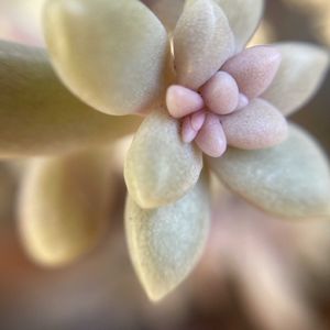 姫秋麗,紅葉する多肉,霰(あられ)の画像