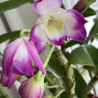 デンドロビウムの画像