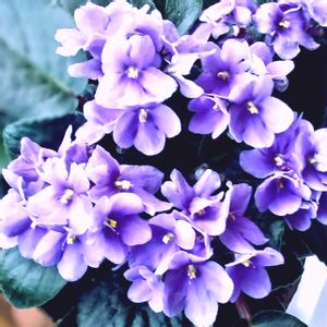 セントポーリア,今日のお花,花のある暮らし♡,おうち園芸,和室の画像