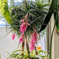 コットンキャンディ,開花,エアープランツ/チランジアの画像