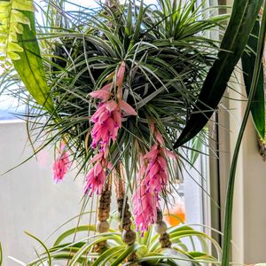 コットンキャンディ,開花,エアープランツ/チランジアの画像