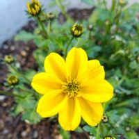 ビデンス,綺麗〜❤️,可愛い❤,庭の画像