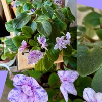 カランコエ,クリスマスローズ,クリスマスローズ,サンパチェンス,セントポーリアの画像