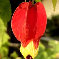 アブチロン (チロリアンランプ),アブチロン (チロリアンランプ),アプチロン チロリアンランプ,花壇,ガーデニングの画像