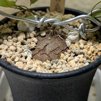 亀甲竜,アガベ,アガベ　笹の雪,アフリカ亀甲竜,多肉植物の画像