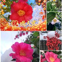 花のある暮らし,㊗️成人の日,元気な月曜日❗️,穏やかな日々を願って♡の画像