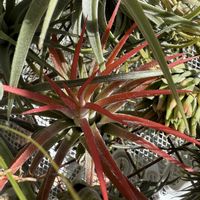 チランジア,イオナンタ,エアプランツの画像