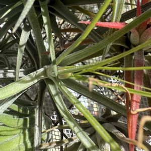 チランジア,エアプランツの画像