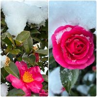 サザンカ,マサキ,積雪の画像