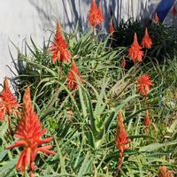 キダチアロエの画像