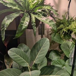 ウンベラータ,アスプレニウム,フィカス ベンガレンシス,ネフロレピス,観葉植物の画像