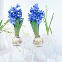 ヒヤシンス,水耕栽培,ヒヤシンス球根の画像