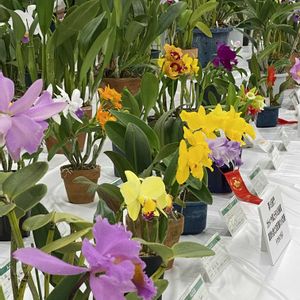 カトレア,ファレノプシス,胡蝶蘭,ミニカトレア,サンシャインの洋らん展の画像