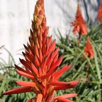 キダチアロエの画像