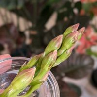 シンビジウム,観葉植物,熱帯植物,botanical lifeの画像