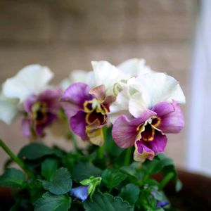 ビオラ,福岡,備忘録,癒し…,記録の画像