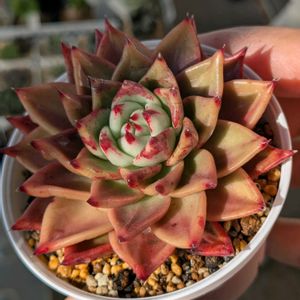 葉挿し,エケベリア属,多肉初心者,多肉植物とサボテン,胴切りの画像