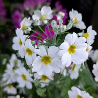 サクラソウ,お出かけ先の画像