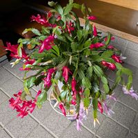 シャコバサボテンの画像