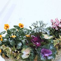 シロタエギク,ヘデラ,ガーデンシクラメン,葉牡丹,ビオラの画像